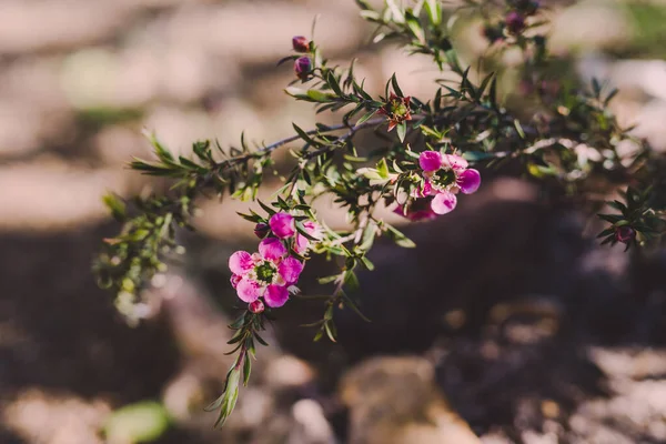 Místní australský čajový strom s růžovými květy — Stock fotografie