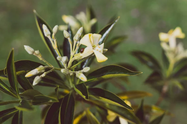 黄色と黄色のネイティブオーストラリアのfrangipani Hymenosporum植物 — ストック写真