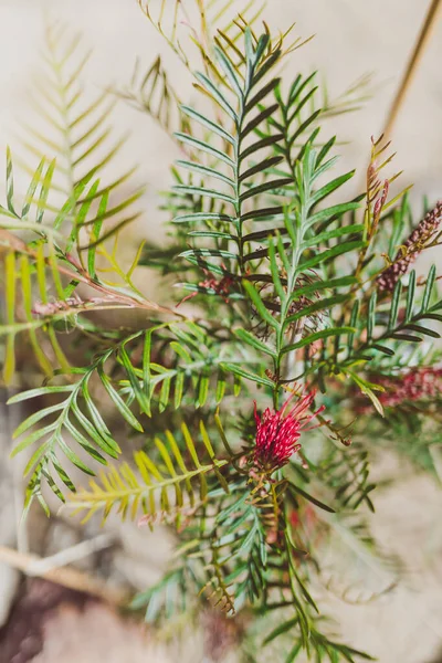 Nativo australiano "ganchos rojos" grevillea planta con flores en fu —  Fotos de Stock