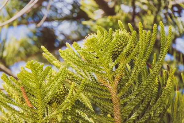 Native Australian Norfolk pine plant outdoor in a sunny backyard — ストック写真