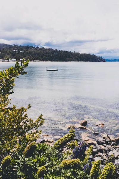 Pemandangan pantai Australia dengan bunga echium di latar depan — Stok Foto