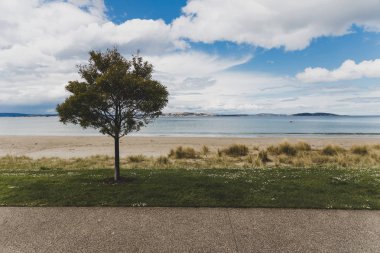 Ön planda ağaç dalları olan Avustralya plaj manzarası