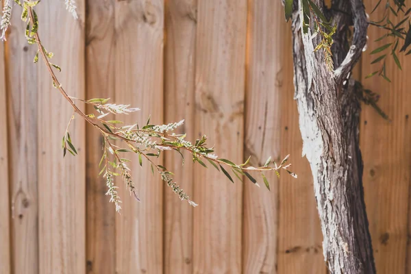 Natív ausztrál palack ecset callistemon növény szabadtéri sunn — Stock Fotó