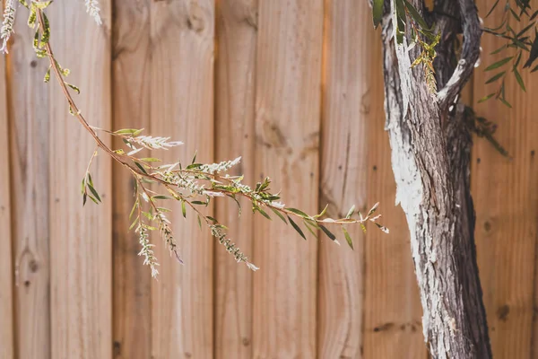 Nativo australiano bottiglia spazzola callistemon pianta all'aperto al sole — Foto Stock