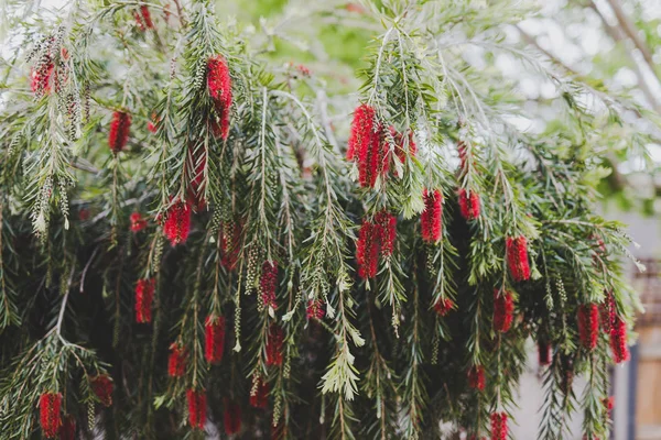 Árvore callistemon escova de garrafa australiana nativa em flor com re — Fotografia de Stock