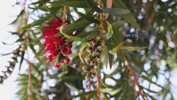 Callistemon Fles Borstel Boom Met Felrode Bloemen — Stockvideo