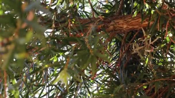 Kallistemon Şişe Fırçası Bitkisinin Ağaç Dallarından Sarkan Güçlü Güneş Parıltısı — Stok video