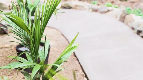 Groupe Palmiers Alignés Dans Des Pots Dans Jardin Exotique Caméra — Video