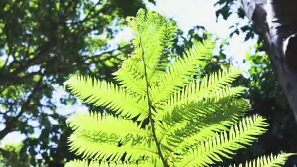 feuille de fougère brillant avec caméra solaire rétroéclairée panoramique verticalement 