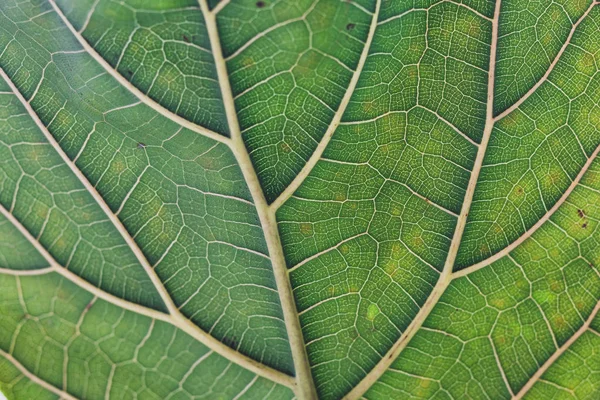 fiddle leaf fig close-up with vibrant green and crisp veins in t