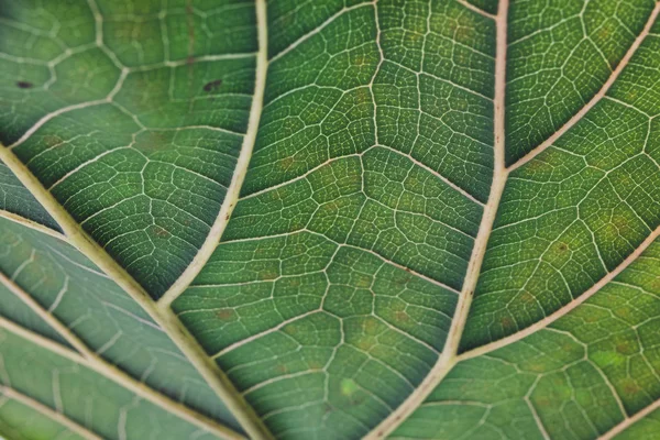 fiddle leaf fig close-up with vibrant green and crisp veins in t