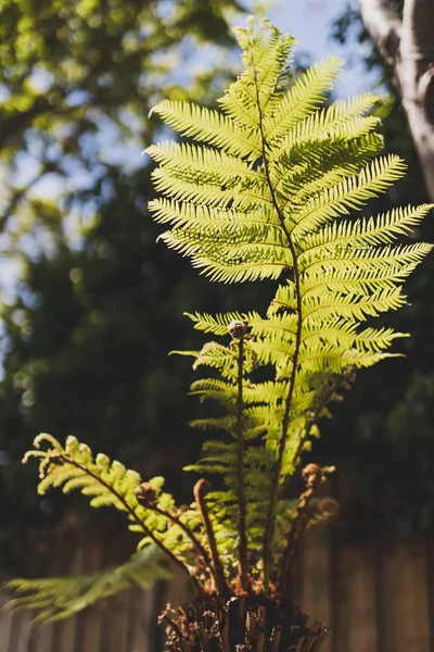 Eğreltiotu yaprağı, arka planda güneş ışığı ve bahçeyle parlıyor. — Stok fotoğraf