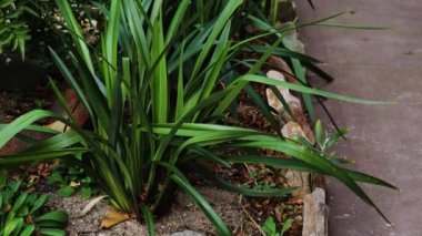 yeşil dianella çim bitkisi güneşli arka bahçede rüzgarın yapraklarını hareket ettirdiği ve kameranın yukarı doğru eğildiği