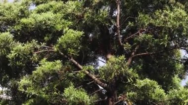 Güneşli bahçede, yapraklarını sallayan rüzgarlı bir gerdan ağacı.