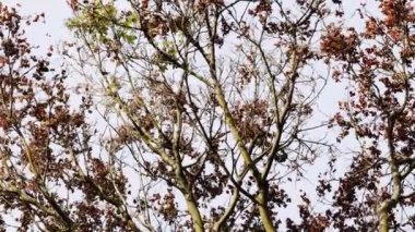 Sonbahar yapraklı akçaağaç dalları güneşli arka bahçede dallarını hareket ettiren rüzgarla birlikte.