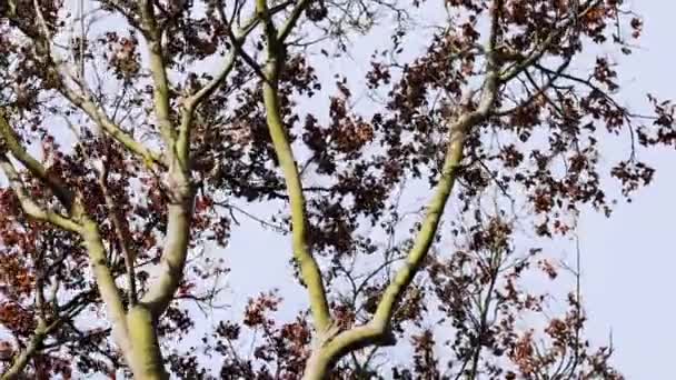 Ahornzweige Mit Herbstblättern Freien Sonnigem Hinterhof Mit Wind Der Seine — Stockvideo