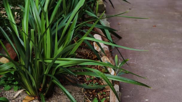 Yeşil Dianella Çim Bitkisi Güneşli Arka Bahçede Rüzgarın Yapraklarını Hareket — Stok video