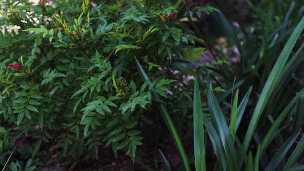 Timelapse Pianta Tacoma Verde Erba Dianella All Aperto Cortile Soleggiato — Video Stock