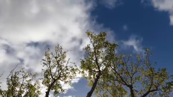 自然と季節の気象概念黄色の紅葉のカエデの木のタイムラプスが風に動き雲が通り過ぎる — ストック動画