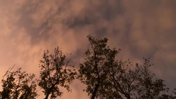 Zeitraffer Von Vorbeiziehenden Sonnenuntergangswolken Und Wetterumschwüngen Der Dämmerung Über Ahornzweigen — Stockvideo