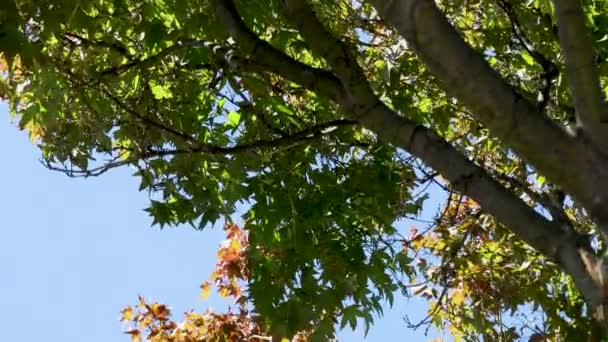 Japoński Klon Drzewo Pięknymi Czerwonymi Żółtymi Jesiennymi Liśćmi Pogodnym Błękitnym — Wideo stockowe