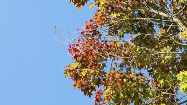 Árbol Arce Japonés Con Hermoso Follaje Otoño Rojo Amarillo Cielo — Vídeo de stock
