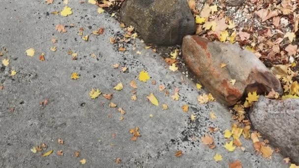 Çelişkili Tonlarla Düzenlenmiş Beton Üzerindeki Akçaağaç Ağacının Sarı Tonlarıyla Düşen — Stok video