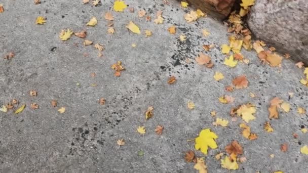 Frunze Căzute Tonuri Galbene Dintr Arțar Beton Editat Tonuri Contrastante — Videoclip de stoc