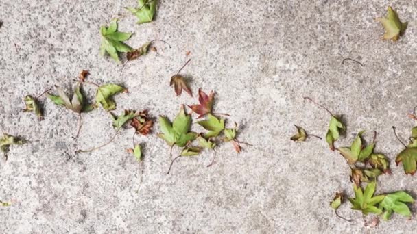 Fallen Leaves Green Tones Maple Tree Concrete Edited Contrasty Tones — Stock Video