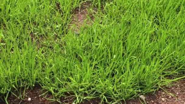 Lush Green Grass Lawn Camera Panning Vertically Showing Extent — Stock Video