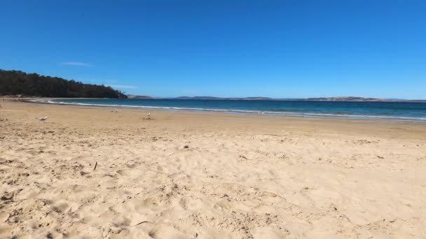 Hobart Tasmania 2020年2月22日 地元の人々や観光客との距離に晴れた夏の日を楽しんでホバート近くのキングストンビーチでそれぞれに上陸するカモメの群れの遅い動き — ストック動画