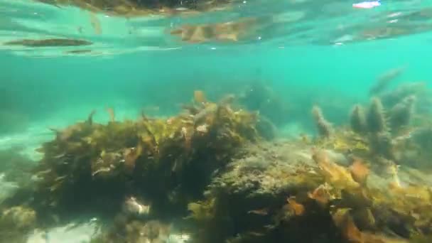 Clipe Subaquático Com Ondulações Areia Rochas Coral Algas Sob Água — Vídeo de Stock