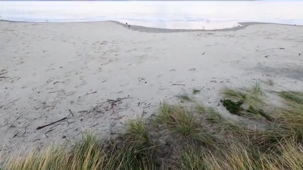 在一个寒冷的秋日里 塔斯马尼亚海滩上的黄昏 海浪冲向摄像机 从低矮的视角拍摄在霍巴特附近的金斯敦海滩 — 图库视频影像