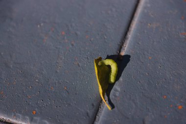 Bahçedeki mavi fayansların üzerinde küçük bir yaprağı kemiren yeşil tırtıl.