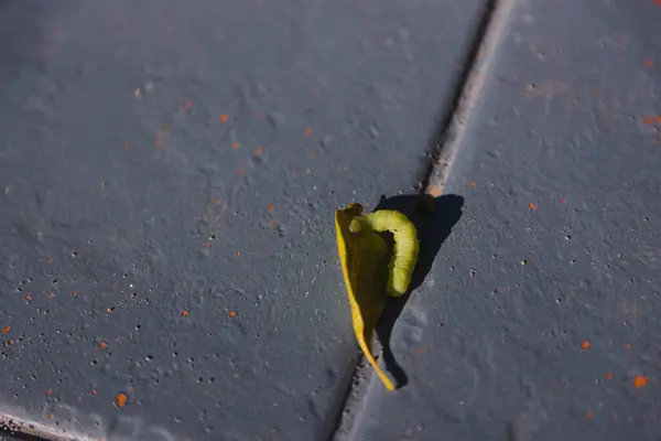 Зеленая Гусеница Пожирает Крошечный Лист Заднем Дворе Над Голубой Плиткой — стоковое фото