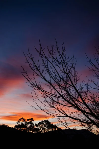 아름다운 분홍빛 오스트레일리아 태즈메이니아섬의 태즈메이니아 지대를 뒤덮고 — 스톡 사진