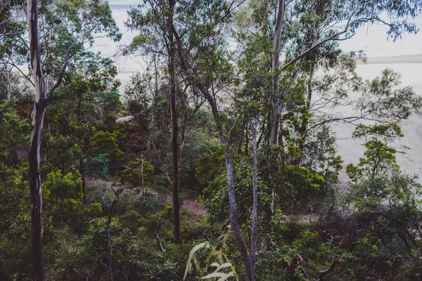 이국적 스러워 보이는 해변에 초목이 우거진 오스트레일리아 태즈메이니아 태즈메이니아의 사우스 — 스톡 사진