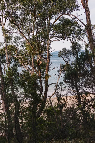 海岸近くの厚い植生とエキゾチックな野生のビーチとオーストラリアのタスマニア州のサウスホバートで撮影された人はいません — ストック写真