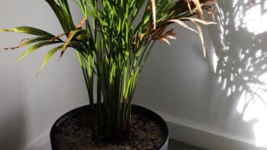 Büyük palmiye ağacı, kapalı bir yerde, güneşli bir odada, kameralı bir saksıda.