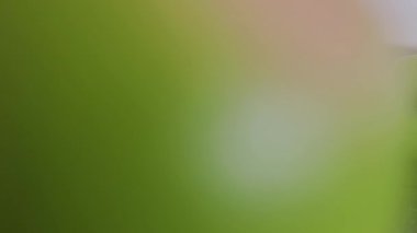 yeşil elmalar ahşap masaya dizildi. Göz hizasında çekim yapıldı.