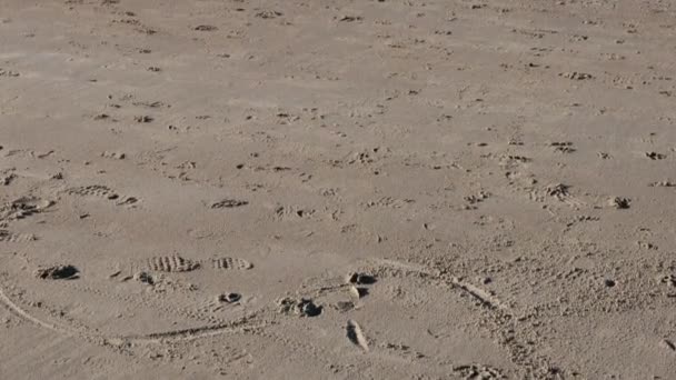 Serene Zonnige Strand Tasmanië Australiëmet Niemand Buurt Golven Rollen Zachtjes — Stockvideo