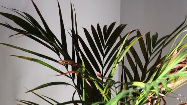 カメラの傾きと日当たりの良い部屋の鍋に大きなヤシの木の植物の屋内 — ストック動画
