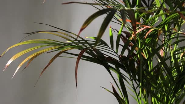 Grote Palmboom Plant Binnen Pot Zonnige Kamer Met Camera Panning — Stockvideo