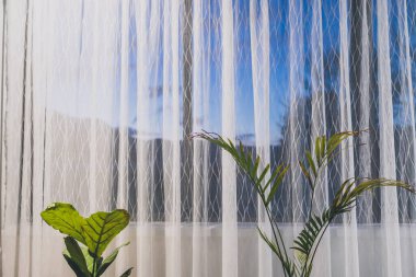 Palmiye ağacı ve keman yaprağı inciri sığ bir alanda gün batımının olduğu büyük bir pencerenin yanında.