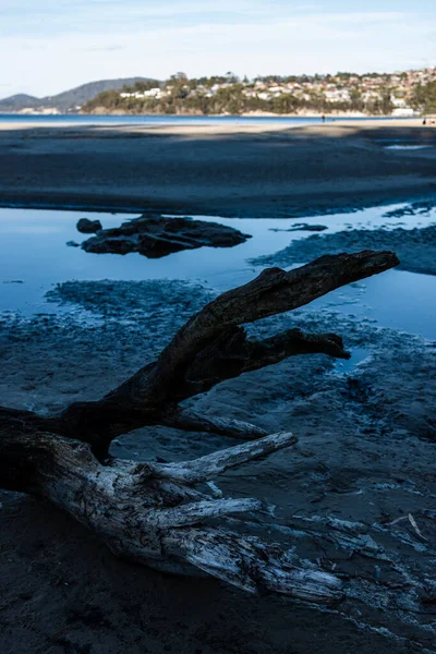 Beautiful Pristine Tasmanina Beach Serene Sky Winter Morning Fallen Tree — Stock Photo, Image
