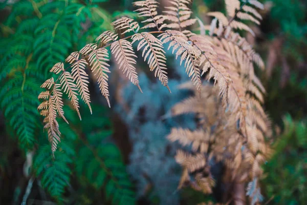 Primer Plano Planta Helecho Con Ramas Doradas Verdes Disparadas Poca — Foto de Stock