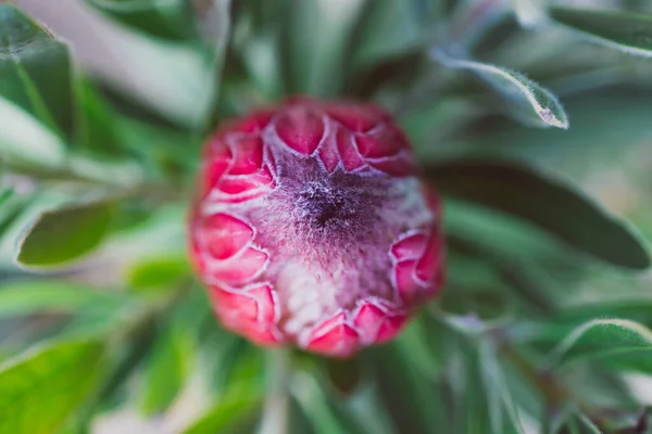 Close Planta Protea Africano Com Flor Rosa Prestes Florescer Tiro — Fotografia de Stock