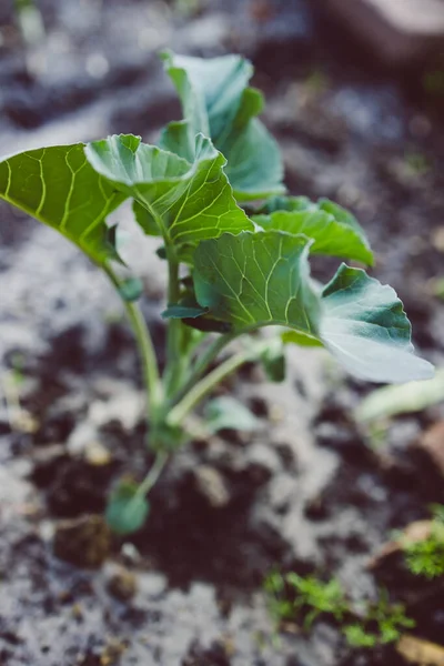 Close Couve Flor Planta Livre Quintal Ensolarado Tiro Profundidade Rasa — Fotografia de Stock