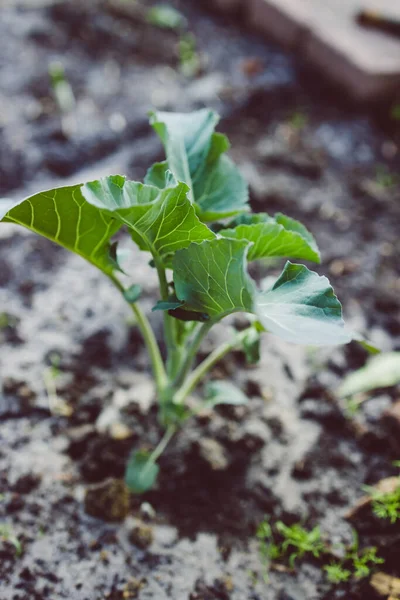 Close Couve Flor Planta Livre Quintal Ensolarado Tiro Profundidade Rasa — Fotografia de Stock