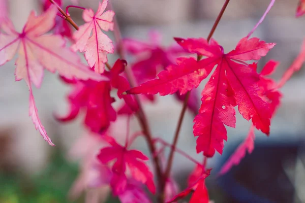 close-up of red japanese maple plant outdoor in sunny backyard shot at shallow depth of field